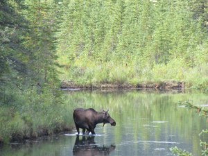 Moose near Denali National Park