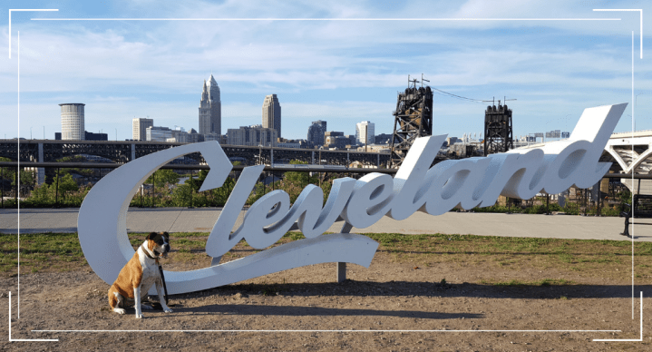 Top 10 Reasons I Love Having a Dog&nbsp;Downtown