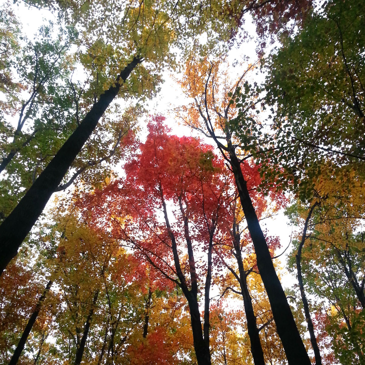 West Creek Reservation in Fall