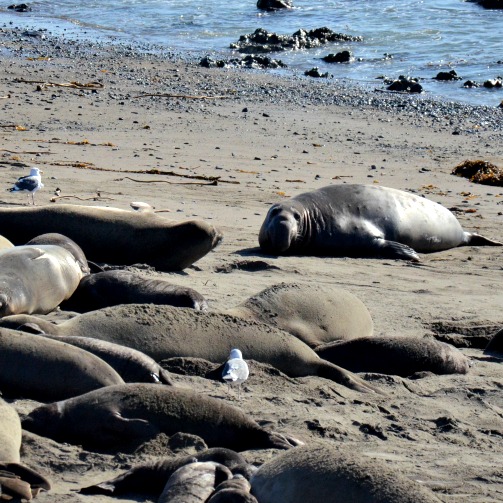 Piedras Blancas Elephant Seals